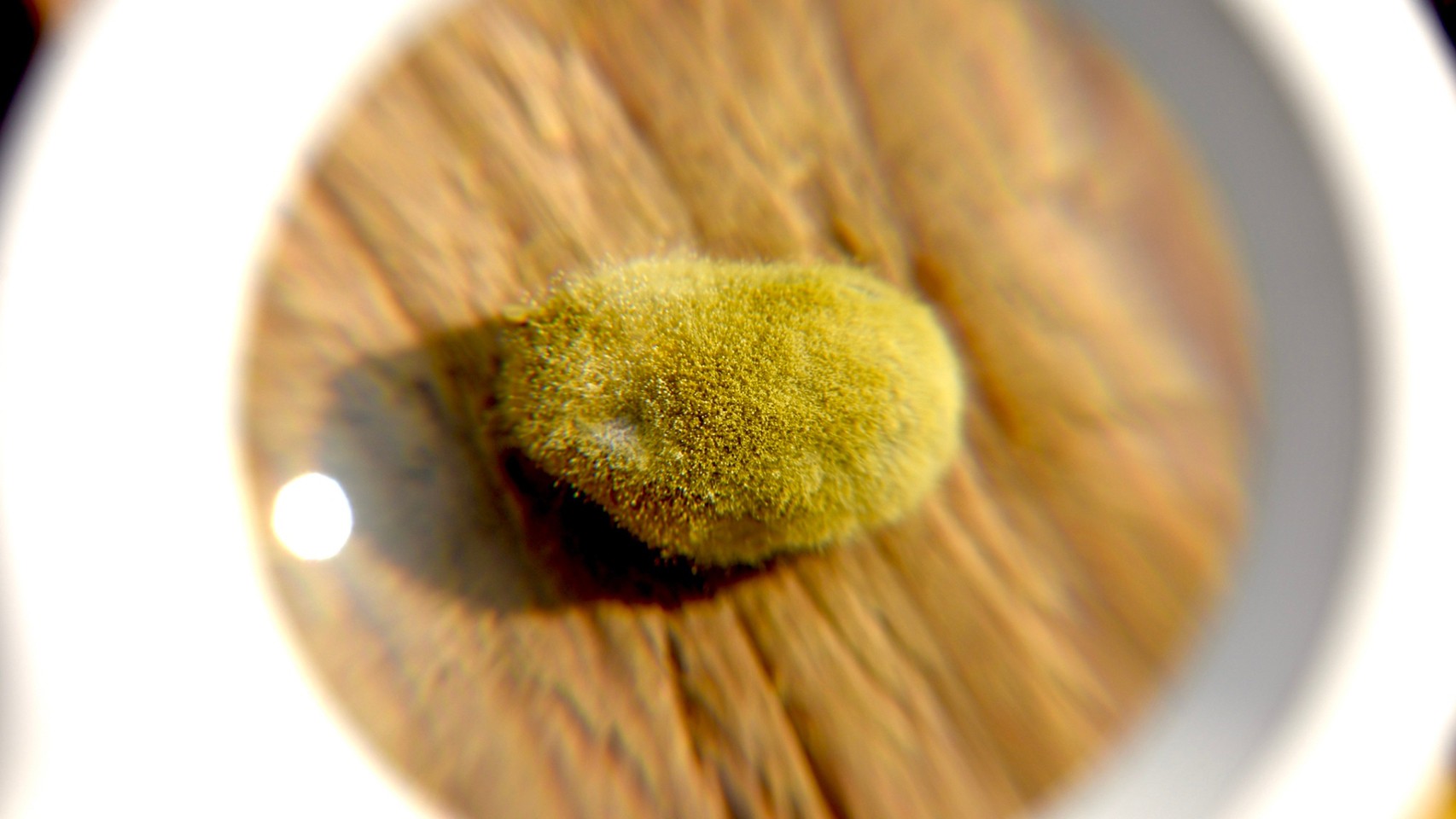 御鼎興純手工柴燒黑豆醬油.img