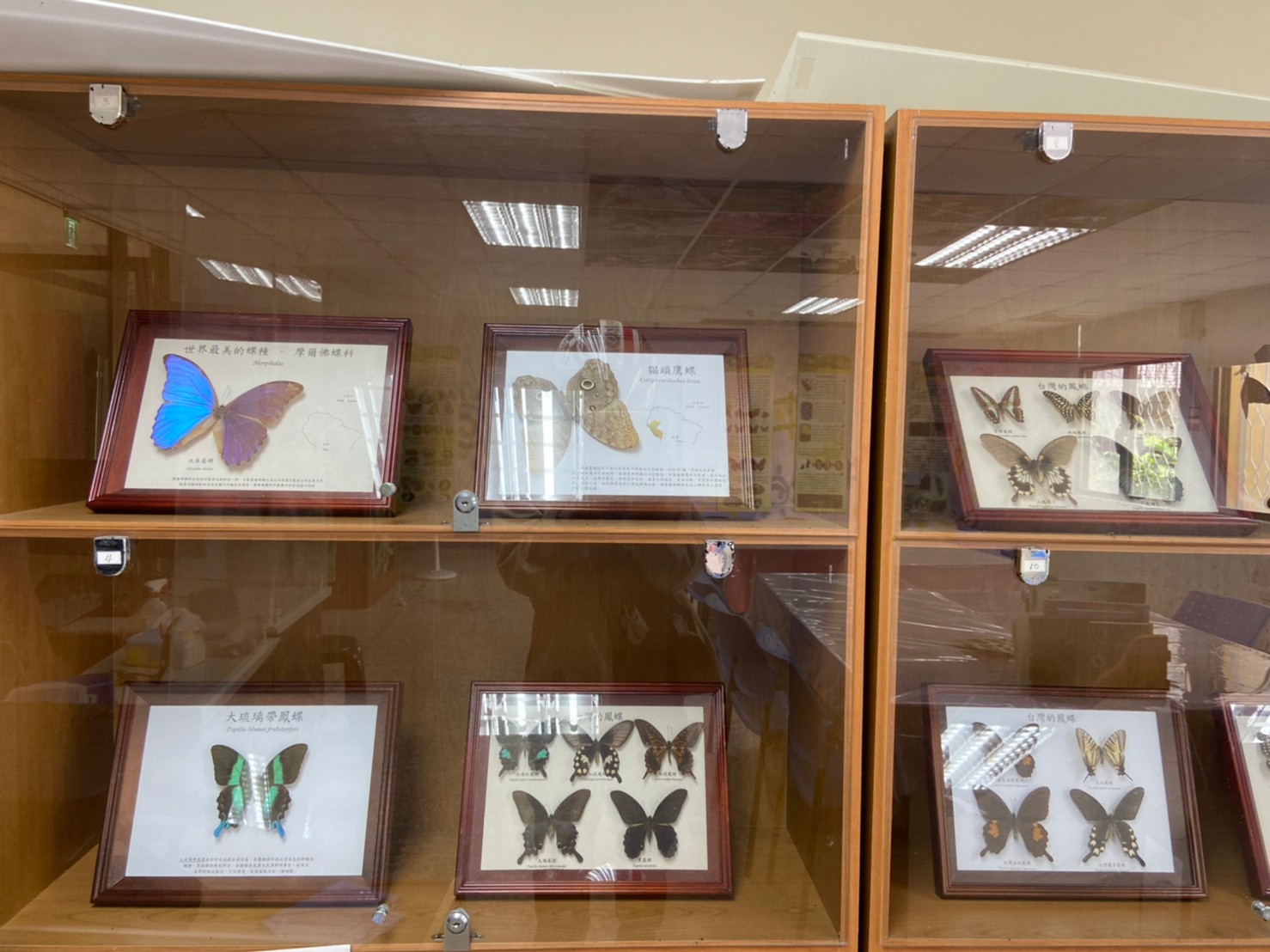 雲林縣蝴蝶故事館.img