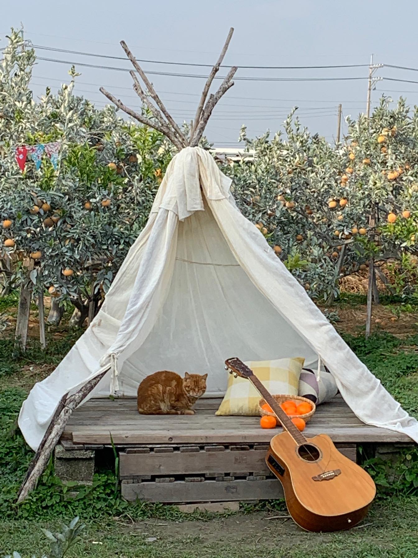 橙色農作休閒果園.img