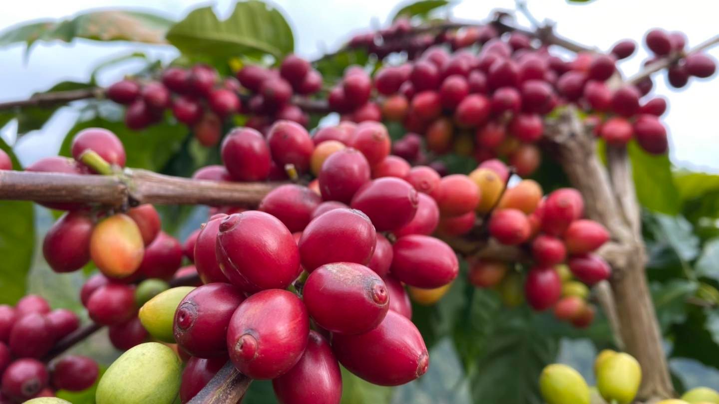 嵩岳咖啡莊園.img