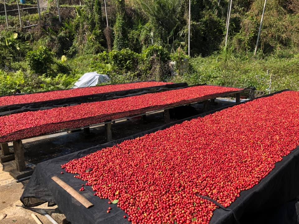 東泓咖啡莊園.img