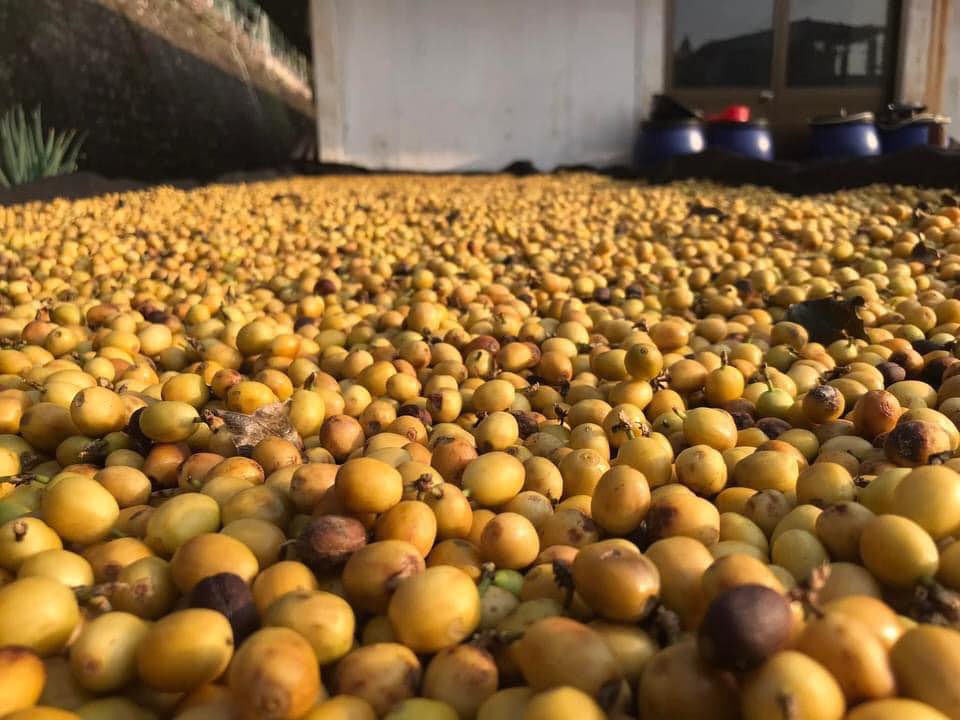 花囍田咖啡莊園.img