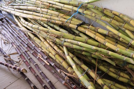 黃豆甘蔗本店.img