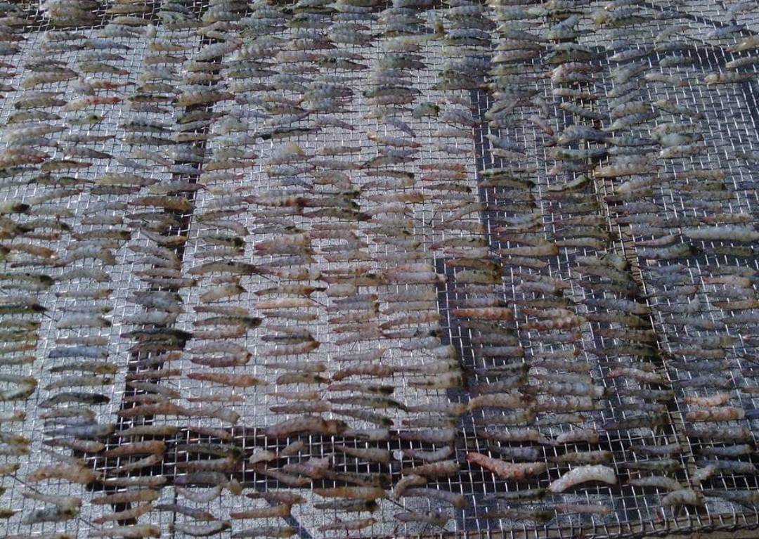 四湖功夫蝦乾.img