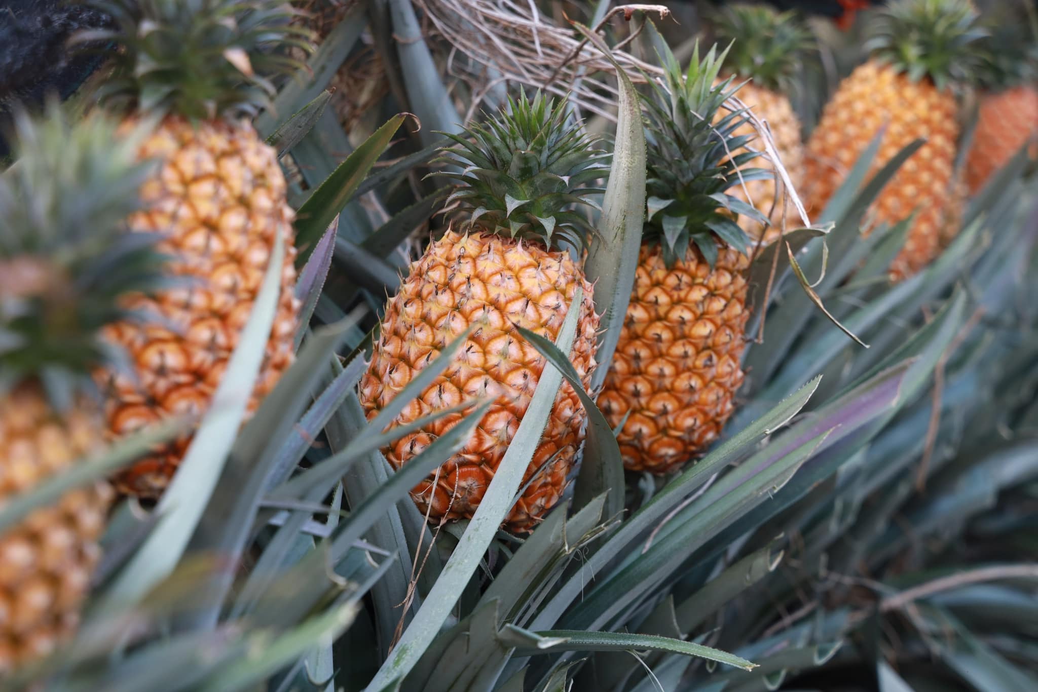 This味販賣部.img