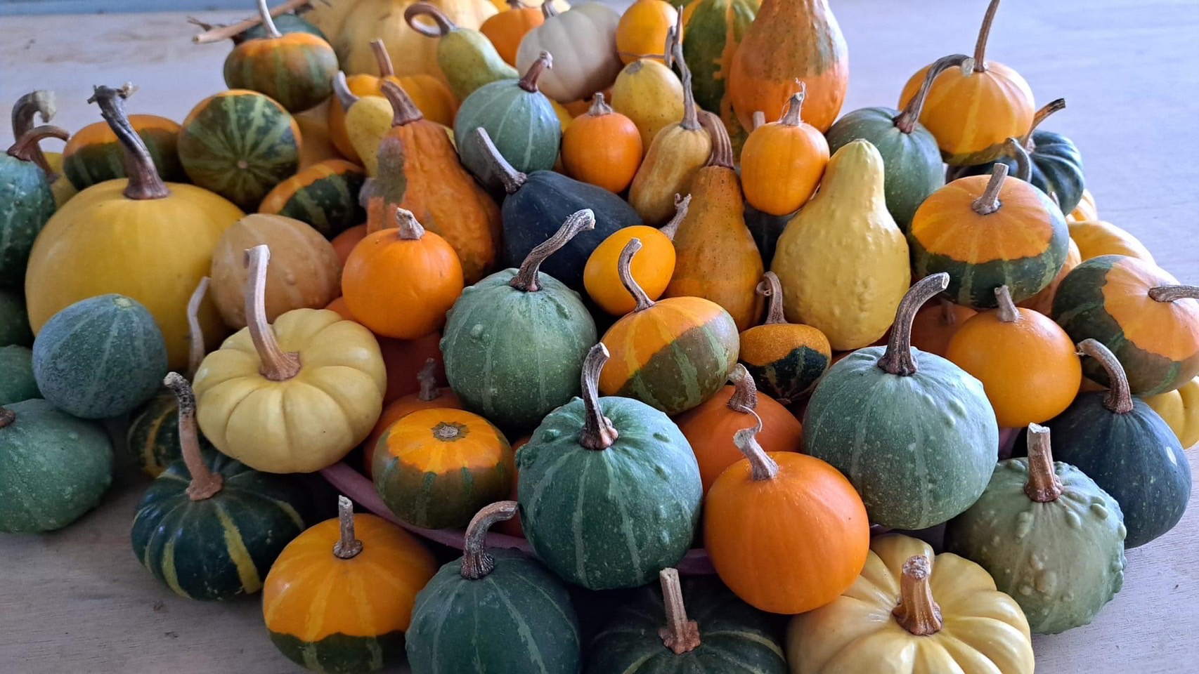 綠金蕃茄南瓜農場.img