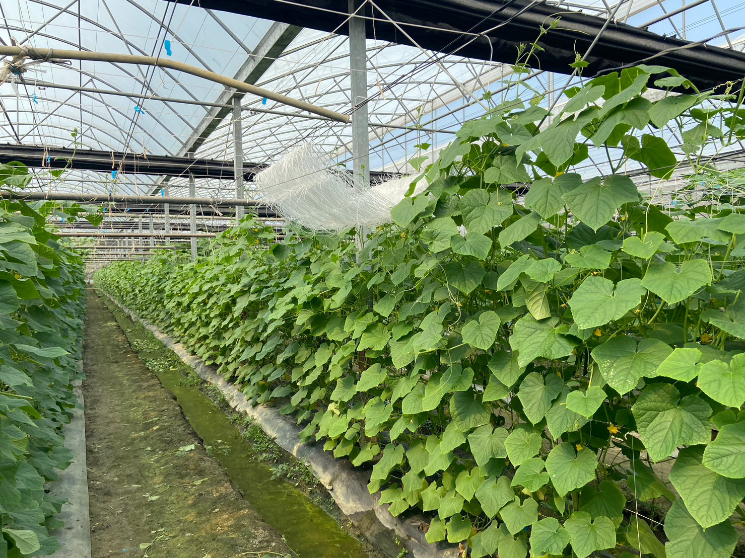 綠金蕃茄南瓜農場.img