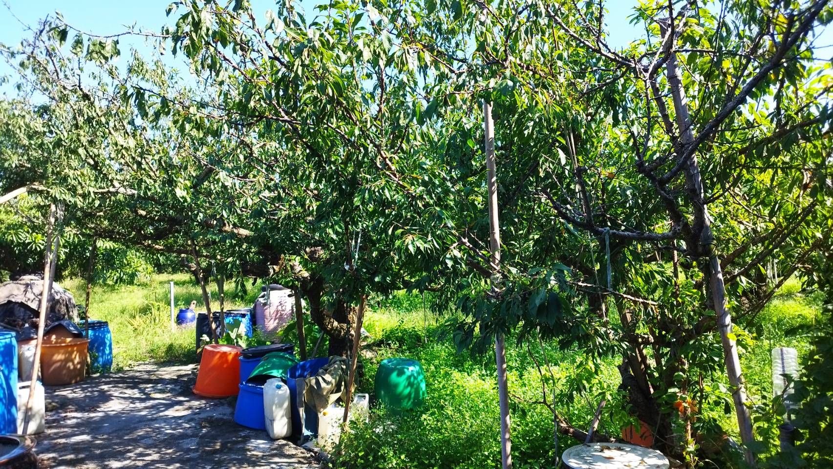 提供親子體驗採果樂；醃漬將李子洗淨後放入塑膠袋，再加入研磨南薑、砂糖、甘草粉、拿起塑膠袋搖一下，就可以吃了，酸甘甜脆好滋味。.img