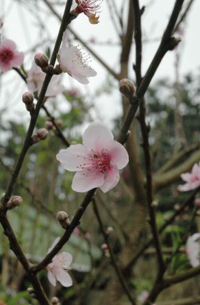 青山坪咖啡農場.img