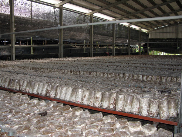 上古華山香菇場.img