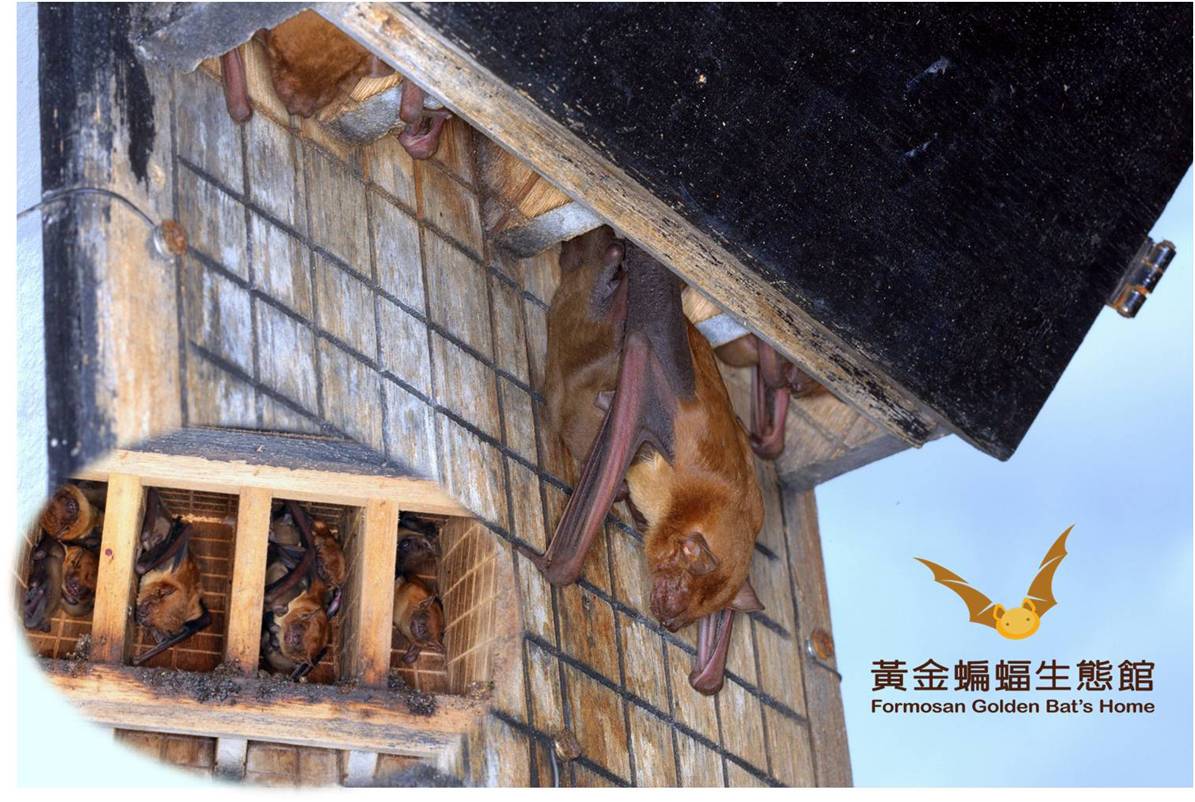黃金蝙蝠生態館-蝙蝠屋.img