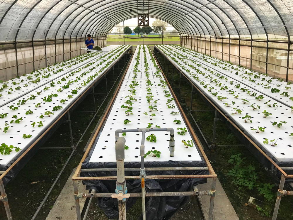 育成水耕教育農場.img